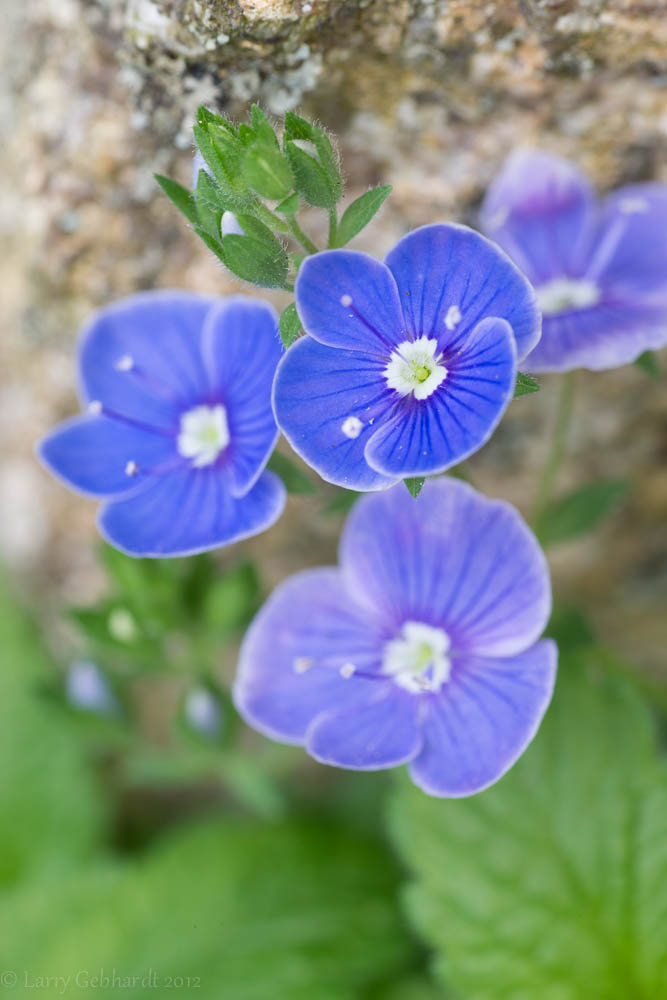 20130528-170214.jpg